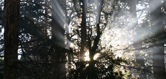 עזרה משמיים
